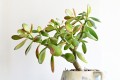Patrick Ballargeau Crassula